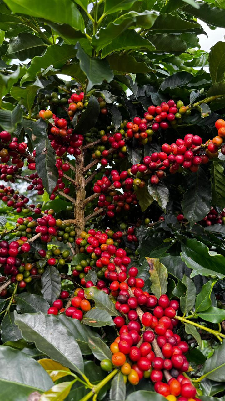 Grãos Café vermelho