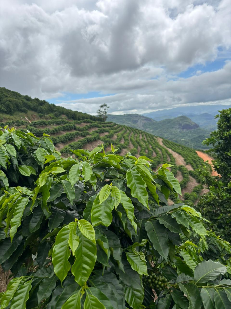 Lavouras